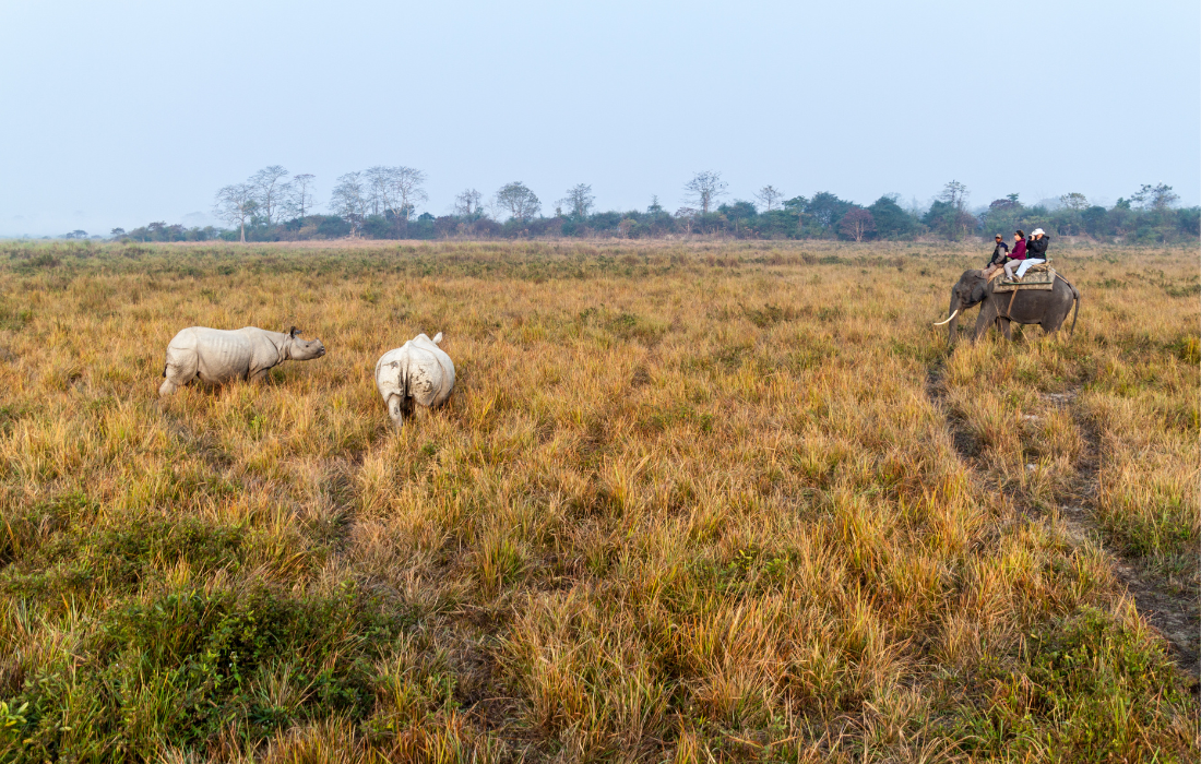 Exotic Wildlife of Kaziranga